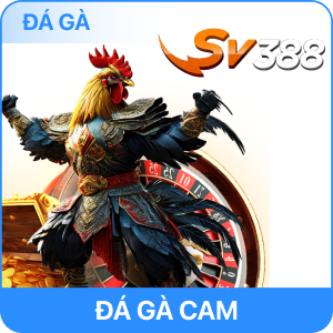 đá gà cam rr88