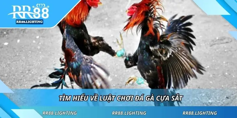 Tìm hiểu về sân chơi đá gà cựa sắt